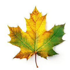 Multicolored autumn maple leaf on a white isolated background. AI generation