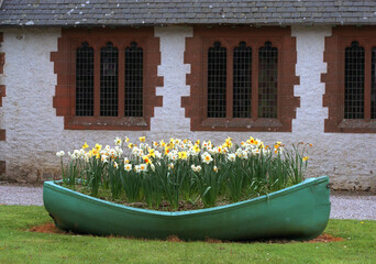 Cottage with Daffodils in a boat - Aberdeenshire - Scotland - UK