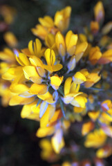 Flowers and spines of Gorse - Scotland - UK