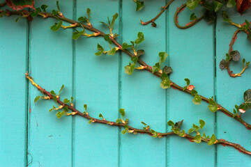 Ivy growing on an old painted door