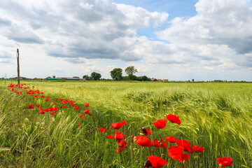 Po Valley landscape field cultivation nature natural agriculture farmhouse tree earth
