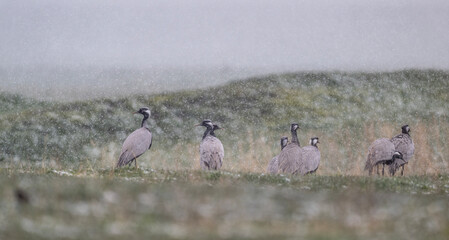 a flock of common cranes on a green lawn against a gray sky and falling snow in May