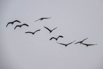 a flock of common cranes flies in a flock against a gray sky and falling snow in May