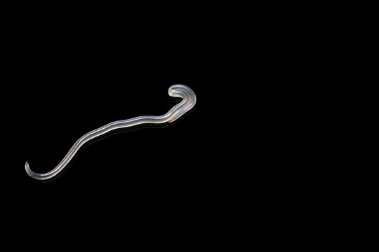 The parasitic worm Anisakis on black background