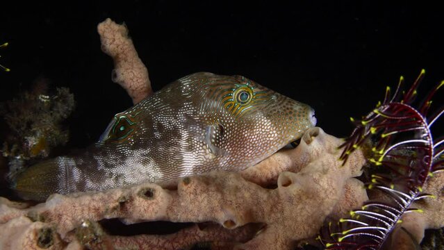 Puffer Fish - Compressed Toby -Canthigaster compressa rests on a sponge at night. Sea life of Tulamben, Bali, Indonesia.