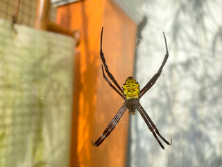 yellow bellied spider or Argiope appensa is preying on an insect trapped in its web