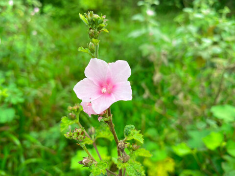wild flower urena lobata, a beautiful flower that blooms in the middle of the bush. Pink Flower of Caesarweed or Congo jute. Selective focus