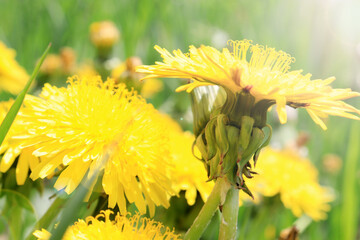 Dandelions with sun rays close up. Beautiful wallpapper.