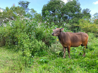 a brown cow is standing alone in the middle of green grass bush, maybe he is daydreaming - Powered by Adobe