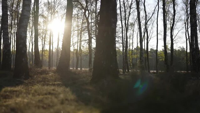 A dolly shot in the woods in the morning.