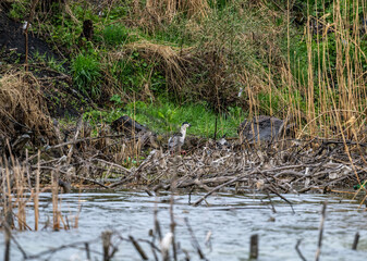 gray heron hunting in the reeds in the early spring morning