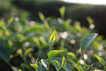 Green tea leaves in a tea plantation Closeup, Top of Green tea leaf in the morning