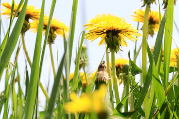 Beautiful spring image with bright yellow blooming dandelions in the grass.