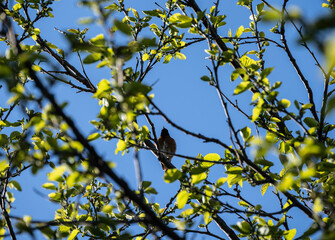 a beautiful bird sings merrily on a flowering tree against the blue sky
