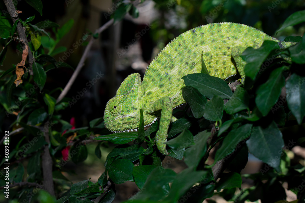 Wall mural beautifu chameleons (chamaeleonidae) , chameleons in branch neture green background