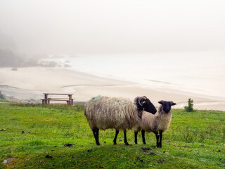 Wool sheep on green grass, ocean and beach in a mist. Stunning nature scenery of Keem bay and beach, county Mayo, Ireland. Popular travel destination.