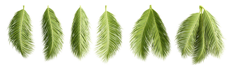 Coconut leaf isolated in 3d rendering on transparent background