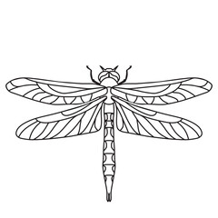 Beautiful dragonfly vector cartoon illustration