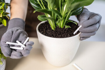 Close up of Female gardener hands in gloves adding houseplants fertilizer soil chopsticks to pot....