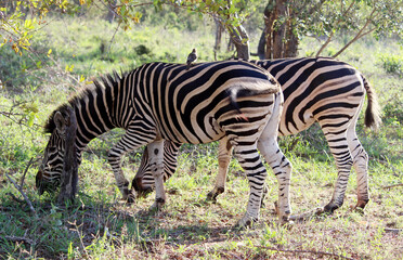 Fototapeta na wymiar Burchell's zebras (Equus quagga burchellii) in their natural surrounding : (pix Sanjiv Shukla)