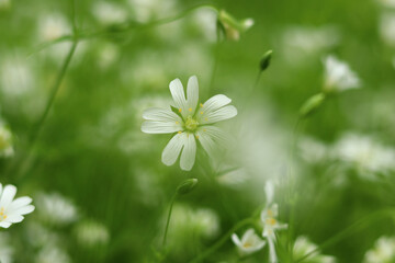 White chamomile blooms together with other forest daisies.