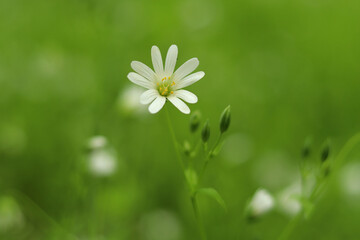 One small wild chamomile on a green background.