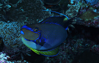 Fototapeta na wymiar Very colorful tropical fish lying amongst corals
