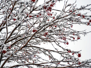 mountain ash branches with berries in winter covered with snow in the countryside