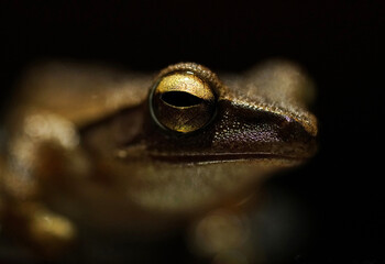 Golden colored of a frog on the ground in low key lighting - macro shot 