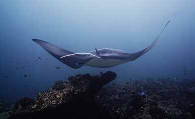 A Manta Ray  fish swims over ocean floor and corals - back side view