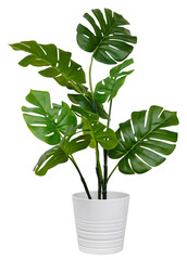 Monstera in a pot isolated. Monstera bush on a white background. - 603937575