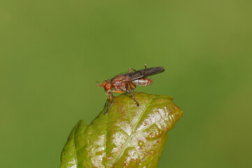 Marsh fly, snail-killer spec, Tetanocera spec. Family Sciomyzidae. On a wet leaf of a redcurrant in...