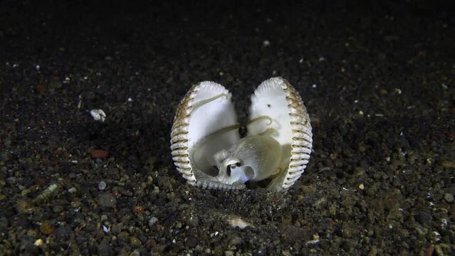 A Coconut Octopus - Amphioctopus marginatus makes a house - it got a shell and digs a hole in the seabed. Underwater night life of Tulamben, Bali, Indonesia.
