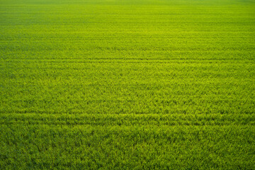 Aerial view of a grass plantation. Plantation green grass top view. Grass meadows top view.