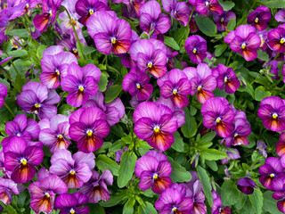 Beautiful pink purple blooming Viola Cornuta pansy flowers directly above view, floral wallpaper background with blooming pansies