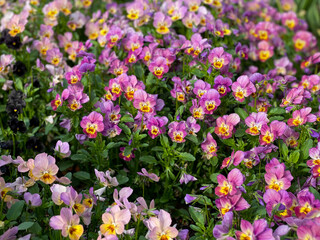 Beautiful pink purple blooming Viola Cornuta pansy flowers directly above view, floral wallpaper background with blooming pansies