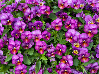 Beautiful pink purple blooming Viola Cornuta pansy flowers directly above view, floral wallpaper background with blooming pansies