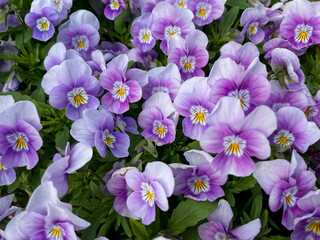 Beautiful pink purple blooming Viola Cornuta pansy flowers directly above view, floral wallpaper background with blooming pansies