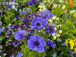Beautiful vibrant blue Anemone coronaria decorative garden flowers on colorful flower bed close up