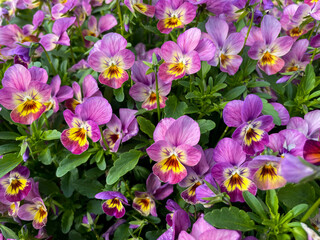Beautiful pink purple blooming Viola Cornuta pansy flowers directly above view, floral wallpaper background with blooming pansies