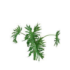 3d illustration of philodendron xanadu bush isolated on transparent background