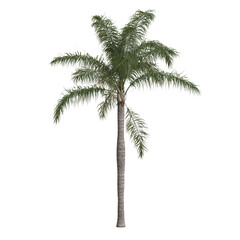 Fototapeta na wymiar 3d illustration of syagrus romanzoffian palm isolated on transparent background