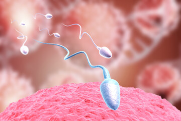 Female egg and male sperm. 3d illustration..