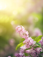 Fototapeta premium The beautiful branch of blooming lilac flowers on blurred green and purple background. Generative AI