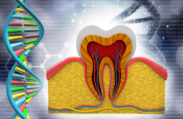 Human teeth cross section with DNA strand. 3d illustration.