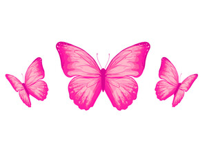 watercolor butterfly hand drawn design vector