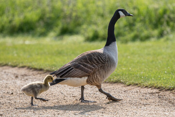 Keep up little one