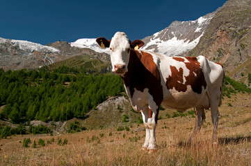 Fototapeta na wymiar Saas Fee, canton Valais, Wallis, Switzerland, Europe - Swiss cow on high pastures, Simmental breed, Pennine Alps, looking into camera, Fee glacier in background