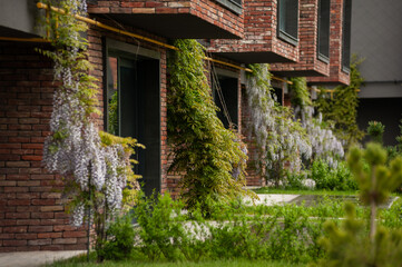 Fototapeta na wymiar Ornamental plants in landscape design. English backyard. Modern buildings.