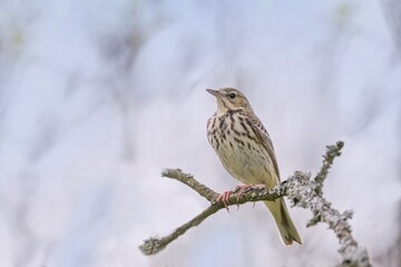 A Tree pipit sitting on the branch. Anthus trivialis.